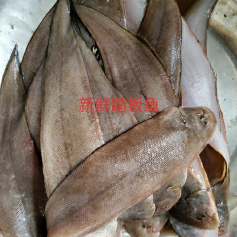 Lianyungang specialty fresh pedal fish in about 10 or so fresh pedal packaging and shipping