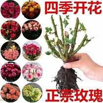 Rose planting outdoor four seasons with flower buds rose potted flowers indoor garden flower plants rose