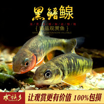 Black-finned Chinese native fish cold-water fish freshwater fish ornamental fish tool-type algae-removing fish small tropical fish live