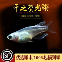 Aquarium Township] Fluorescent medaka imported white silver fluorescent medaka light blue night Pearl fluorescent medaka grass tank living body