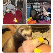 Small pet toys can hang bungee dancing ducks ferrets self-Hi plush ducks