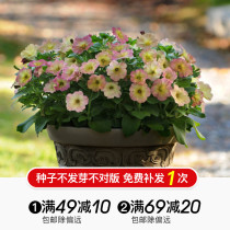 Meng Acridine Acridine imported flower seeds Hongyue single-petal double-petal hanging basket double waterfall easy to seed can be hung petunia seeds