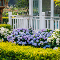 Heidis Garden Hydrangea Seedlings Endless Summer Brides Potted Flowers Indoor Balcony Plants Courtyard Green Tree Seedlings