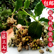 Guizhou wild vine Sanqi plant seedlings potted landscape Chinese herbal medicine Sichuan seven kinds of ball balcony climbing vine sunflower potato