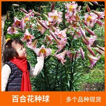  Qiao Qiao Flower house perfume Lily bulb Big flower heat-resistant OT series Moon series Multiple varieties in stock