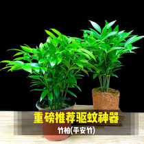 Bamboo Cypress potted water culture new pet mosquito repellent bamboo rich bamboo water plant indoor living room green plant flowers Evergreen