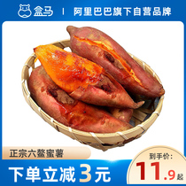 (New potato listed) box horse Fujian Liuao honey potato 3kg 5kg fresh sugar heart sweet potato baked sweet potato small sweet potato