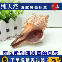 Large Conch series Big Red spiral snail props collection set photography aquarium fish tank conch shell