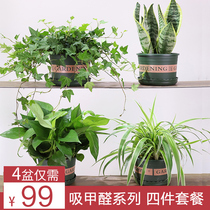 (Express) Green radish Chlorophyll tiger tail orchid Ivy small rose potted plant to remove odor purify the air indoor plants