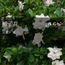The flower of the Gardenia flower