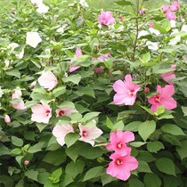 Big flower okra seeds hibiscus sunflower seeds perennial high-pole mixed color flowers shade-resistant Four Seasons sowing Park flower sea