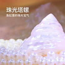 Natural Sea Snail Shells Pearlescent Tower Snail Fluorescent Tower Snail Home Fish Tank Water Family Decorated Pearl Bay Shell Pendulum