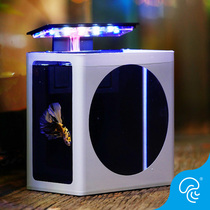 Thai bucket fish bowl simple fighting fish live fish display tank office ecological micro tank ornamental fish mini desktop fish tank