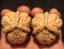 Xinshu Wenplay walnut pure wild special type three edge is running Toad head knot bag flat bottom pile natural 40 special price