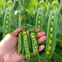 Qizhen 76 Sweet Crispy Pea Seed Fruit Pea Bean Farmhouse Pod Four Seasons Autumn and Winter Dutch Bean Seed