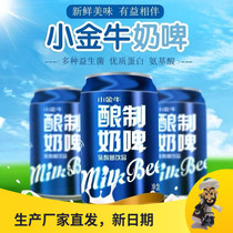 Xinjiang small gold milk beer 300ml * 12 tank whole box yoghurt lactic acid bacteria brewed drink Changji straight no alcohol