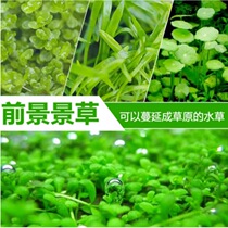 ~Fish tank landscaping foreground water plant Mini dwarf pearl climbing pearl Cow hair digging ear grass fork column flower antler moss