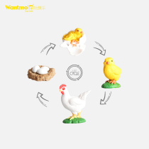 New Children Emulation Animal Model Growth Process Growth Cycle Science Teaching Cognition Children Toy Small Chicken