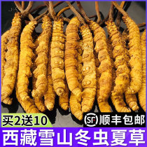 Cordyceps flagship store Tibet Nagqu Cordyceps fresh Cordyceps 40 gift box dry goods