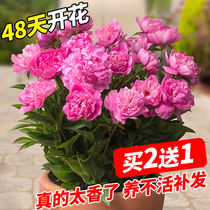 Peony flower Miao retals with buds Blossom All Season Blossom Peony Tree Seedling Courtyard Flower Plant Indoor Flowers good to feed potted plants