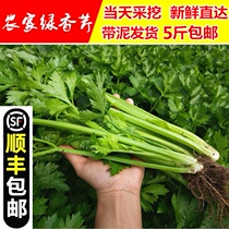 Farmers grow green celery Four Seasons small parsley young vegetables celery fresh vegetables 1 5kg