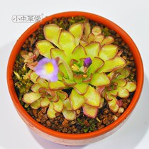 Reticulate insect-eating cordierite Small cordyceps hall Insectivorous plant Insect-eating mosquito Fleshy Rare insect-eating herbivore Man-eating flower flytrap