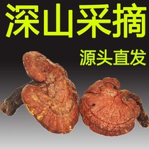 (Tmall Baozheng) wild wild red Ganoderma lucidum Changbai Mountain Ganoderma lucidum red Lu Yangzhi dry 150g