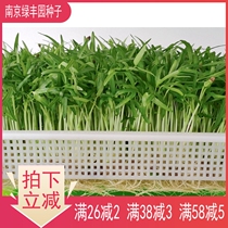 Hydroponic water spinach sprouts seeds bamboo leaves macadamia Tongchai water spinach vine soilless planting balcony seed