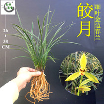 Orchid Seeds Fine Line Art Phnom Penh Orchid Spring Orchid Spring Breeding Flower Flower Green Pot Plant