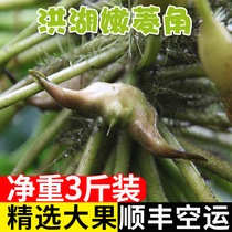 Honghu chestnut tender fresh green water chestnut is now picked and found to be eaten raw tender Water Chestnut rice edge and corner Shunfeng 3kg