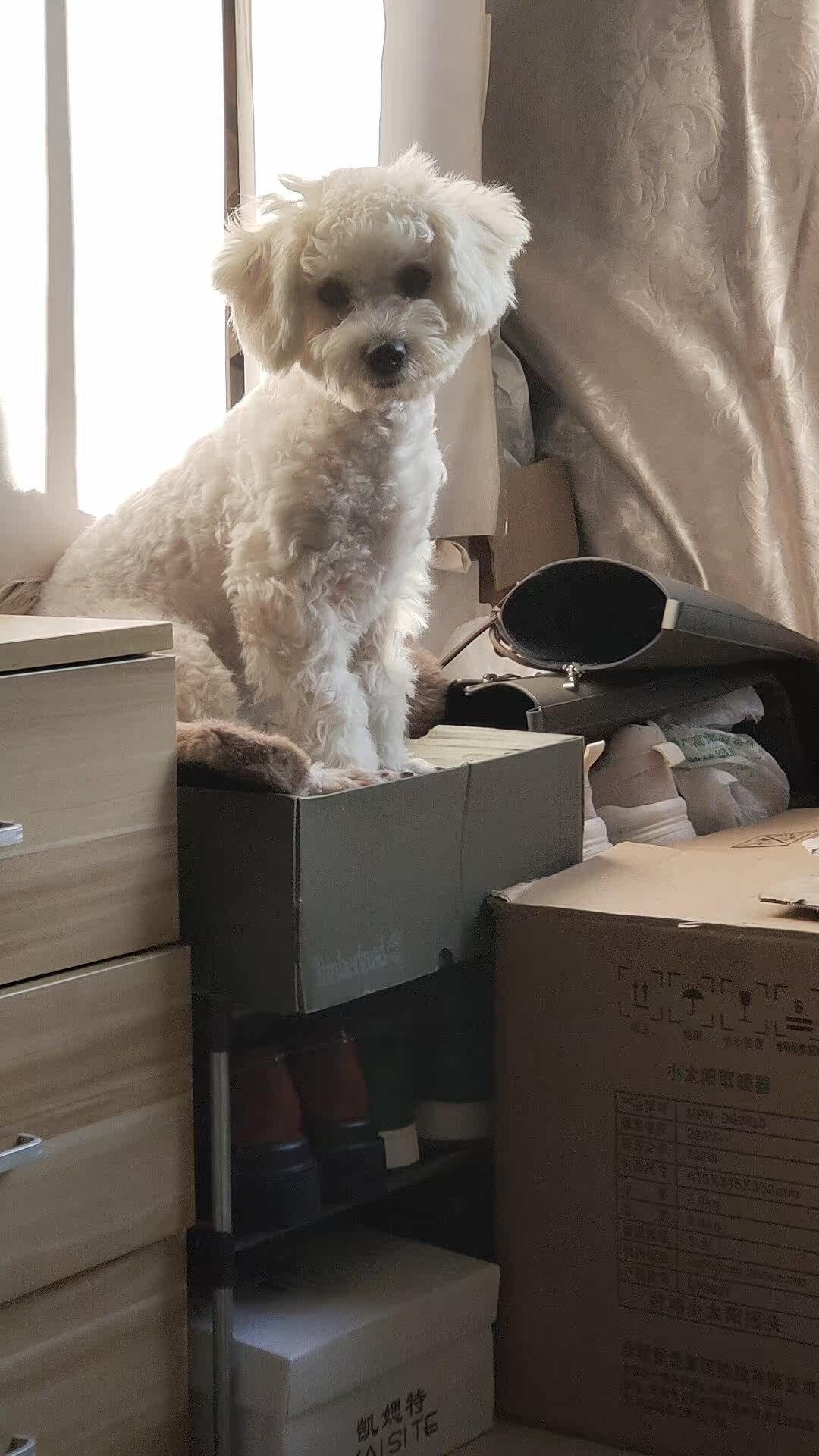 凯锐思犬主粮口碑怎样？详细解密有谁用过？