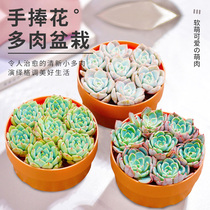 Succulent plant combination potted flower multi-meat platter with pot soil package boutique big meat small bonsai