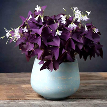 Sorrel seed ball Clover purple butterfly potted bulbous Clover perennial four seasons flower plant