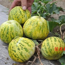 Extra-large Bali melon seeds sweet cantaloupe seeds melon seeds melon seeds spring summer sown vegetables and fruits fruits