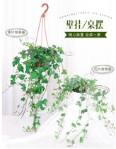 Ivy indoor hanging climbing big leaf large hydroponic hanging plant potted Ivy potted plant