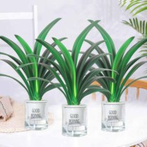 Clivia potted plants high-grade living room precious plate planted indoor rare flowers good to feed family green plants