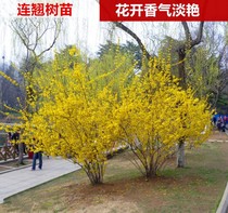 Garden greening project seedling forsythia sapling Spring flower sapling Yellow flower strip Admiralty flower Yellow tiger seedling