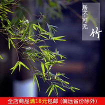 Phoenix tail bamboo Japanese Ji Cui bamboo green axis bamboo imported mountain grass small bamboo literati study tea table green plant potted plants