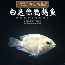 Fish era] Mini white parrot fish Taiwan small mini parrot gold blue ornamental fish living tropical fish