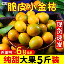 Golden Orange Fresh Crisp Golden Tangerine Guangxi Small Golden Tangerine 5 Catty Fruits When Season Golden Orange Citrus Citrus Citrus Fruit Slip Leather Whole Box 10