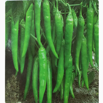 Hangjiao seeds early-maturing and high-yielding peppers seeds. Hot spring and summer Four Seasons vegetable seedlings seedlings seedlings