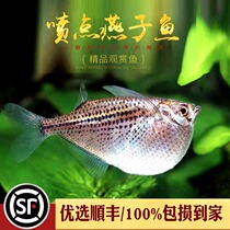 Aquarium Township] Spray point Silver Swallow Fish giant BAO WEN Yin Yang Moonstone axe swallows tropical ornamental fish live