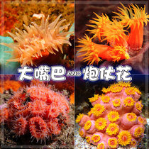 Big Mouth Gun Battle flower Sun Water Peach Flower Sea Tree Spider Sponge Red Finger NPS Soft coral Sea creature