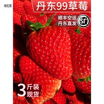 Zhengzong Dandong 99 strawberry new fresh milk 99 now remove the large strawberry red Yan pregnant woman for the season fruit 3 kilos