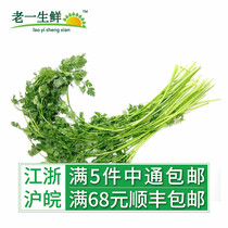 (Old one fresh) Western Spice Fine leaves celery with beak parsley fresh spices 100g