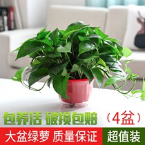 Green Luo hydroponic flower potted plant in addition to formaldehyde indoor long Vine Green basket anti-radiation new house plant green plant