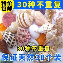 Suitable for Fish Tank Shell conch ornaments lipstick slice chicken heart row 30 kinds of repeated non-set sea