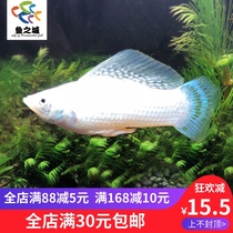 City of Fish Viviparous Fish Snow White High Sail Silver Marley High Fin Silver Mary Big Sail Silver Mary Living Ornamental Fish