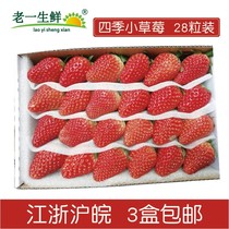 (Old one fresh) fresh baked small strawberry Shuangliu winter strawberry fresh strawberry milk tea commercial sour strawberry