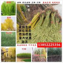 Pituliu sapiens gold willow gold willow sapiens willow tree pituitary willow sapling green Miao Fry Patio